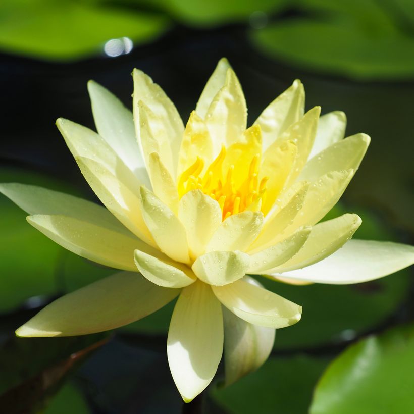 Nymphaea Lemon Mist - Winterharte Seerose (Blüte)
