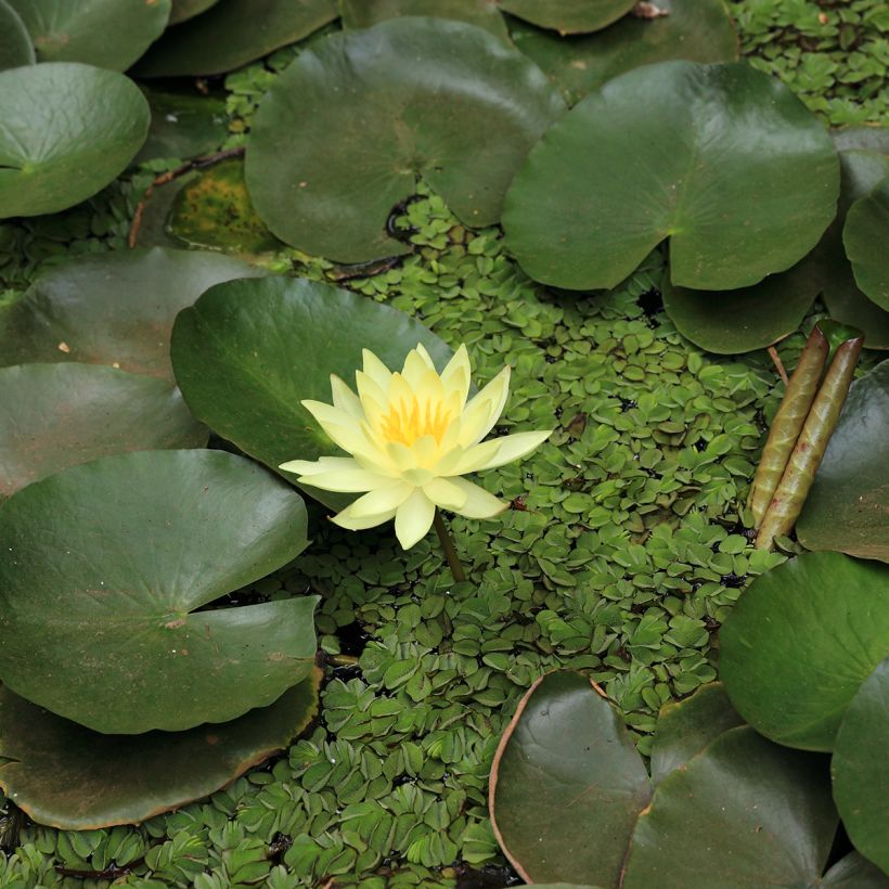 Nymphaea Pygmea Helvola - Winterharte Seerose (Blüte)