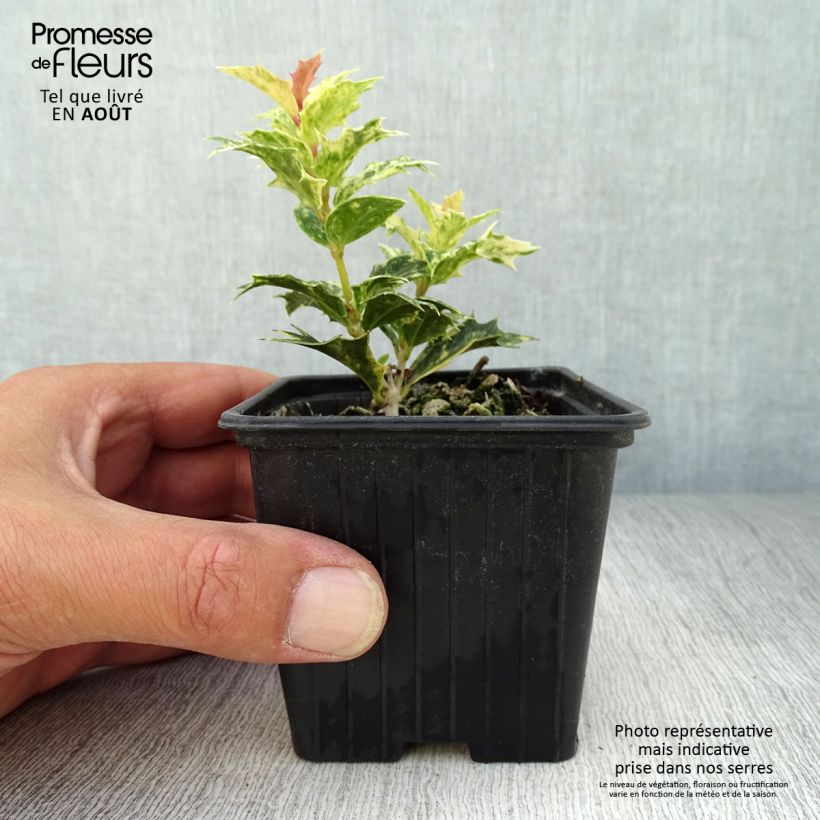 Exemplar von Stachelblättrige Duftblüte Tricolor - Osmanthus heterophyllus Kleine Töpfe von 8/9 cm wie im Sommer geliefert