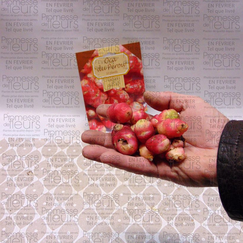 Beispiel eines Exemplars von Knollige Sauerklee - Oxalis tuberosa Stück wie geliefert