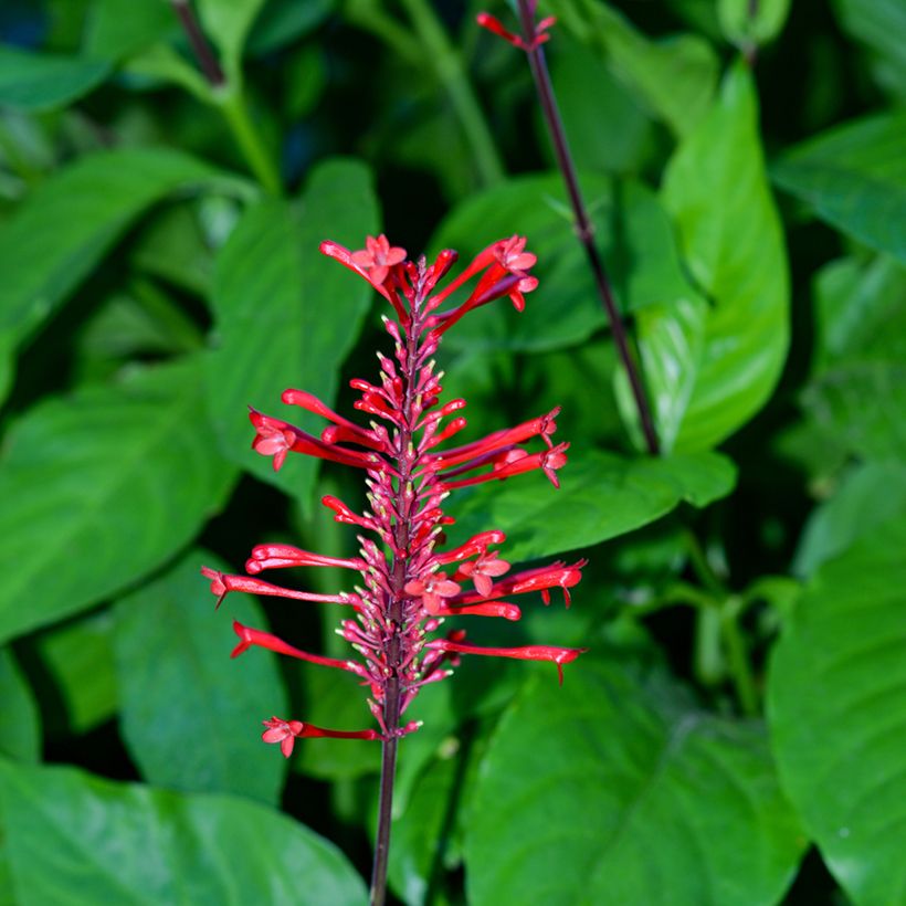 Odontonema strictum (Blüte)