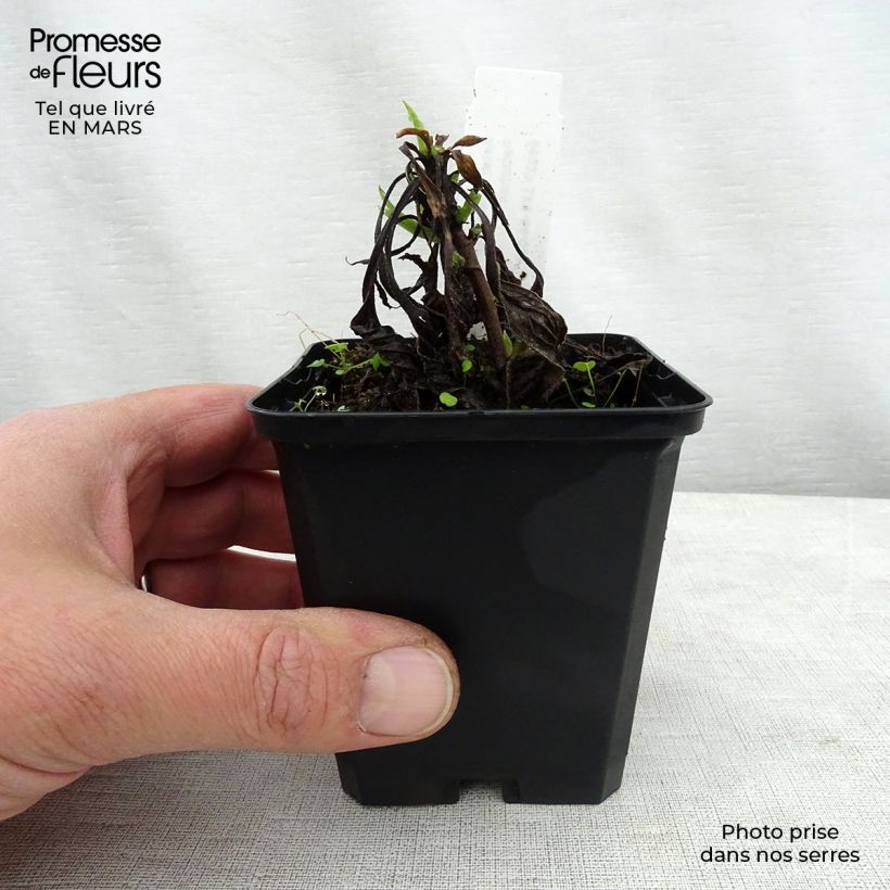 Example of Aster amellus Dr Otto Petschek - Berg-Aster Kleine Töpfe von 8/9 cm as you get in printemps