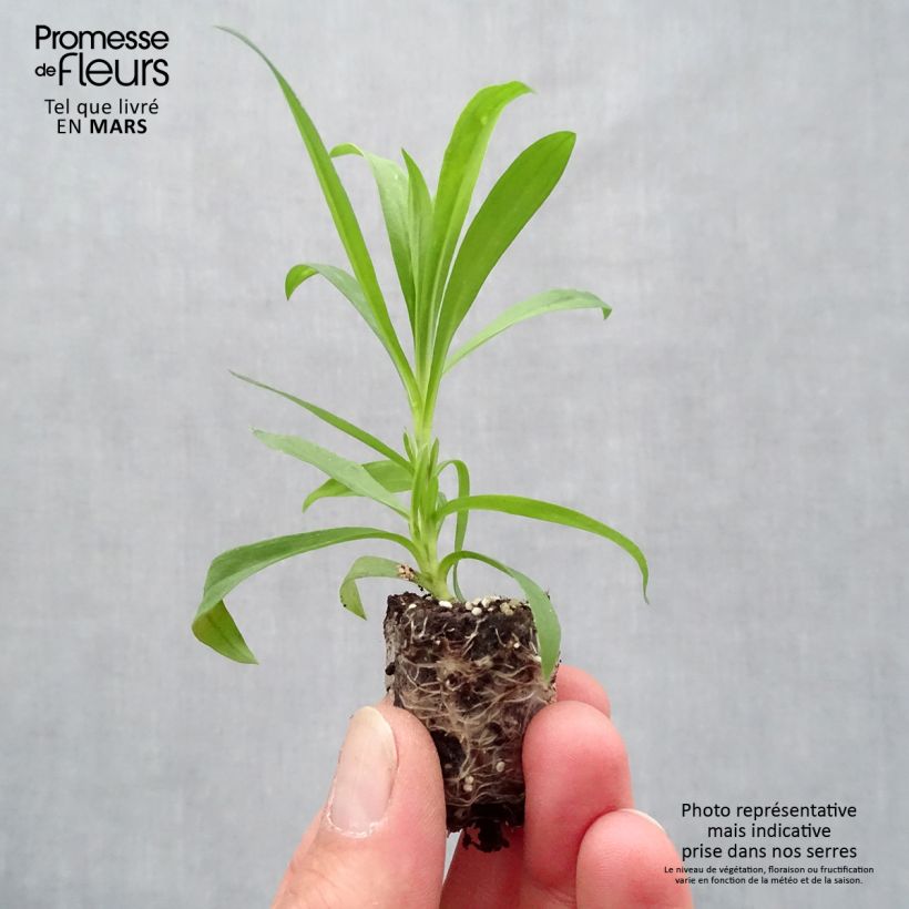 Exemplar von Pracht-Nelke Suntory Pink - Dianthus superbus Mini-Plug Ø 1,5/2,5 cm wie im Frühjahr geliefert