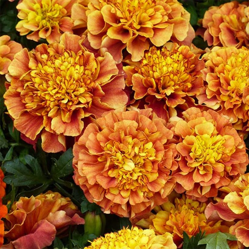 Niedrige Studentenblume Strawberry Blonde - Tagetes (Blüte)