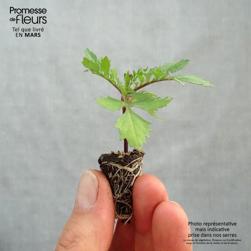 Exemplar von Studentenblume Bonanza Orange Mini-Plug Ø 1,5/2,5 cm wie im Frühjahr geliefert