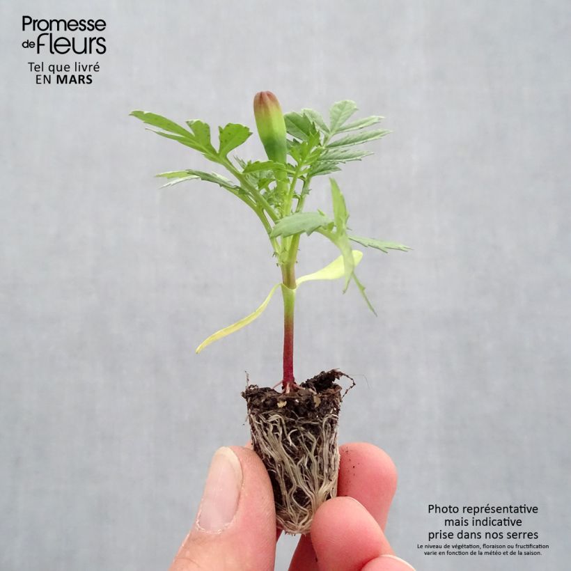 Exemplar von Niedrige Studentenblume Queen jaune vif - Tagetes Mini-Plug Ø 1,5/2,5 cm wie im Frühjahr geliefert