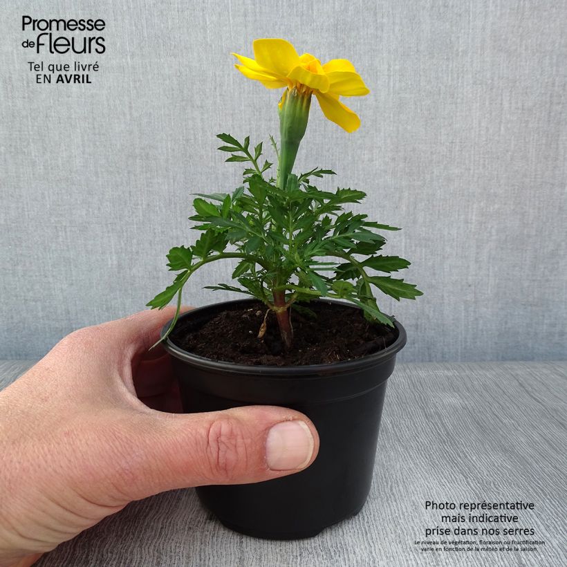 Exemplar von Niedrige Studentenblume Queen jaune vif - Tagetes Kleine Töpfe von 8/9 cm wie im Frühjahr geliefert