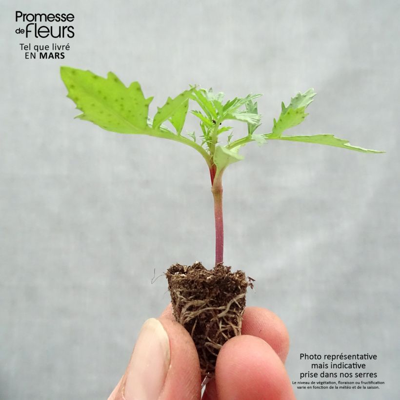 Exemplar von Niedrige Studentenblume Fireball - Tagetes Mini-Plug Ø 1,5/2,5 cm wie im Frühjahr geliefert