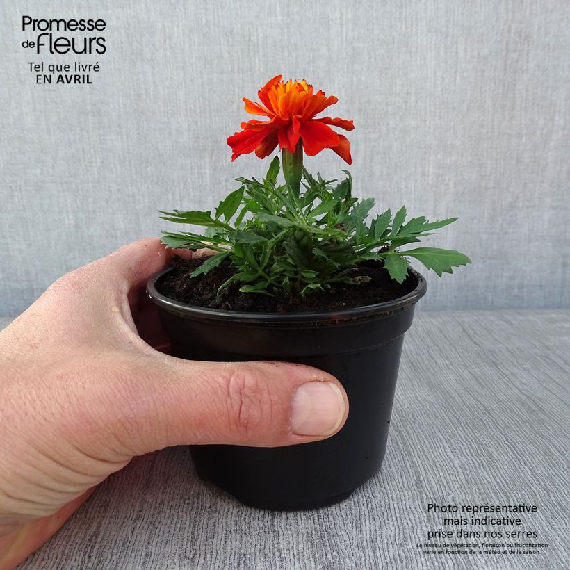 Exemplar von Niedrige Studentenblume Fireball - Tagetes Kleine Töpfe von 8/9 cm wie im Frühjahr geliefert