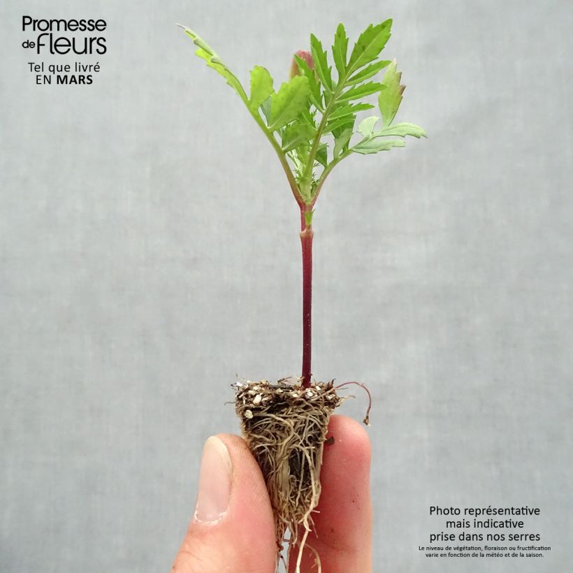 Exemplar von Niedrige Studentenblume Queen Orange - Tagetes Mini-Plug: Plug 2,2 cm x 2 cm in Anzuchtplatte à 35 Stück wie im Frühjahr geliefert