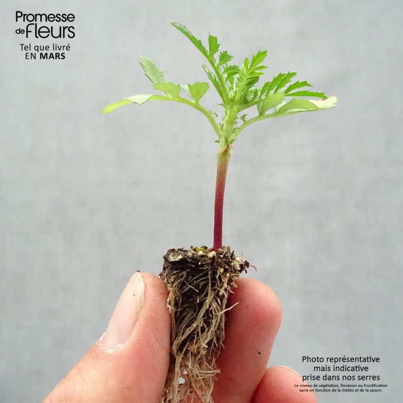 Exemplar von Niedrige Studentenblume Queen Yellow Fire - Tagetes Mini-Plug: Plug 2,2 cm x 2 cm in Anzuchtplatte à 35 Stück wie im Frühjahr geliefert