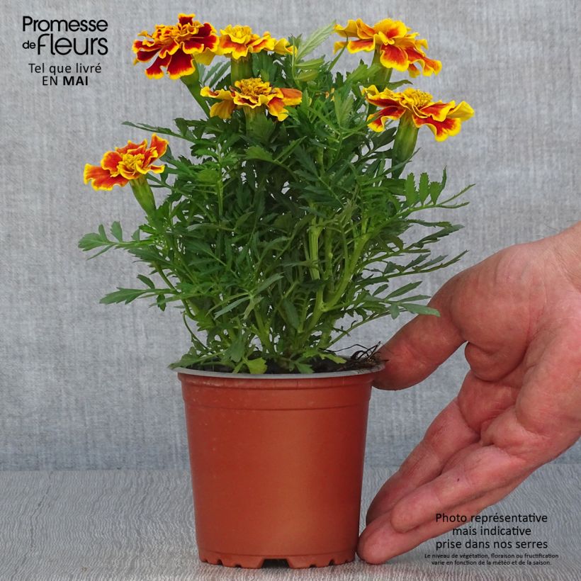 Exemplar von Niedrige Studentenblume Queen Yellow Fire - Tagetes Topf 10 cm/11cm wie im Frühjahr geliefert