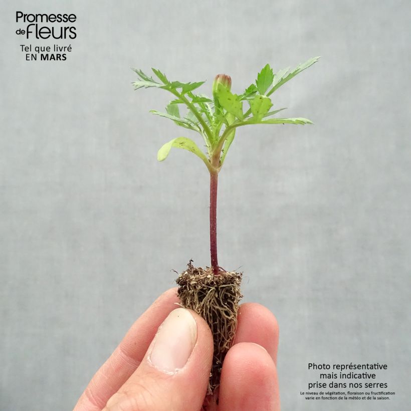 Exemplar von Niedrige Studentenblume Queen Yellow - Tagetes Mini-Plug: Plug 2,2 cm x 2 cm in Anzuchtplatte à 35 Stück wie im Frühjahr geliefert