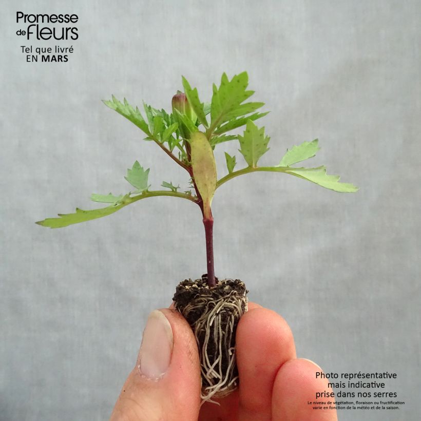 Exemplar von Niedrige Studentenblume Strawberry Blonde - Tagetes Mini-Plug Ø 1,5/2,5 cm wie im Frühjahr geliefert