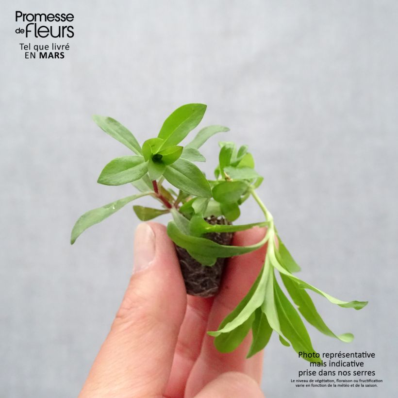 Exemplar von Dianthus barbatus Gigas Mix - Bartnelke Mini-Plug Ø 3/4 cm wie im Frühjahr geliefert