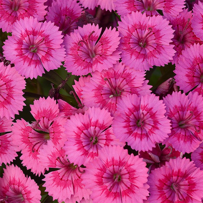 Dianthus barbatus Jolt Pink - Bartnelke (Flowering)