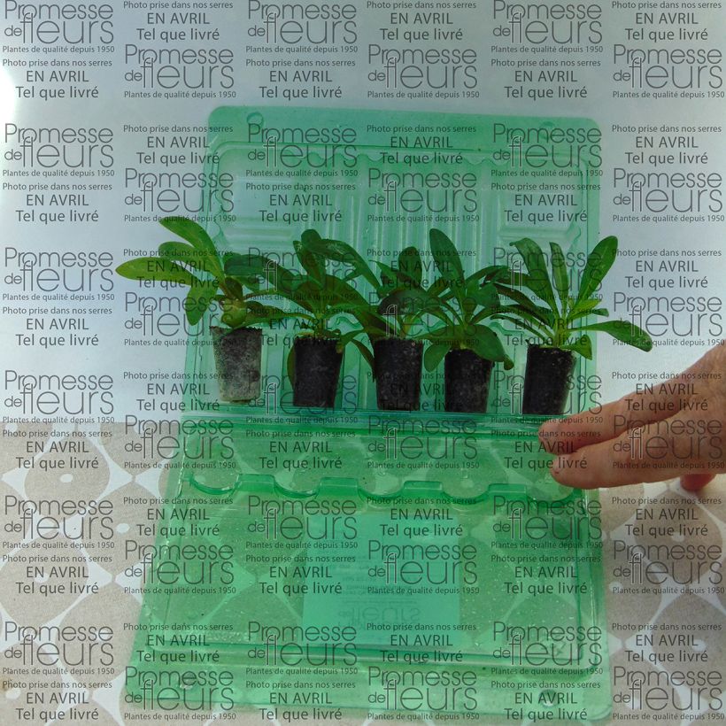 Example of Dianthus barbatus Jolt Pink - Bartnelke Mini-Plug Ø 3/4 cm as you get