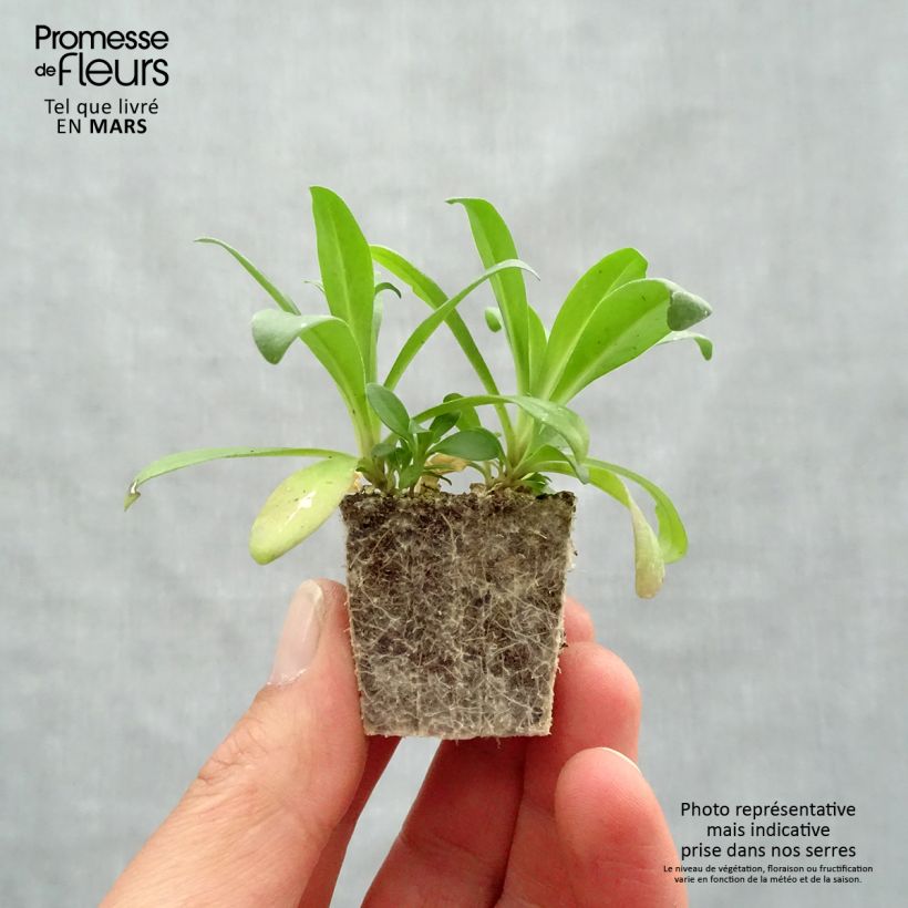 Exemplar von Dianthus barbatus Jolt Pink Magic - Bartnelke Jardi-Plug: Wurzelballen 3,8 cm x 3,2 cm in Anzuchtplatte à 15 Stück. wie im Frühjahr geliefert