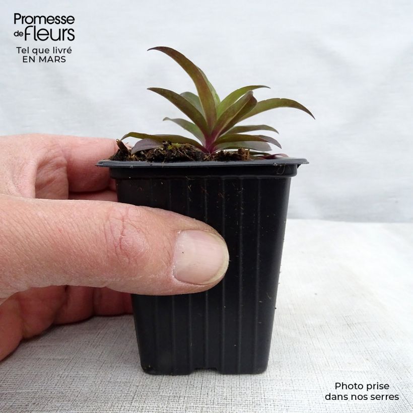 Example of Dianthus barbatus Nigrescens Sooty - Bartnelke Kleine Töpfe von 7/8 cm as you get in printemps