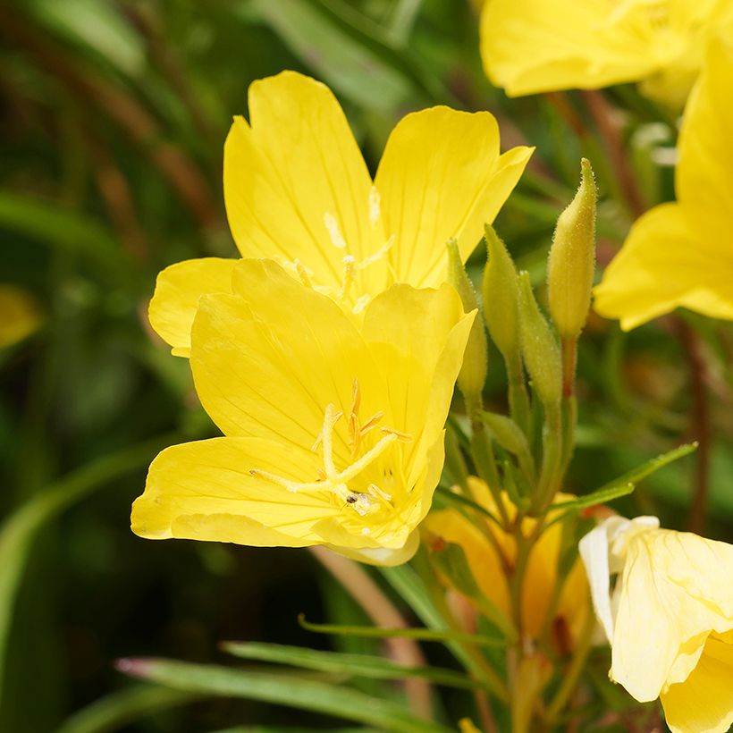 Oenothera fruticosa African Sun - Stauden-Nachtkerze (Flowering)