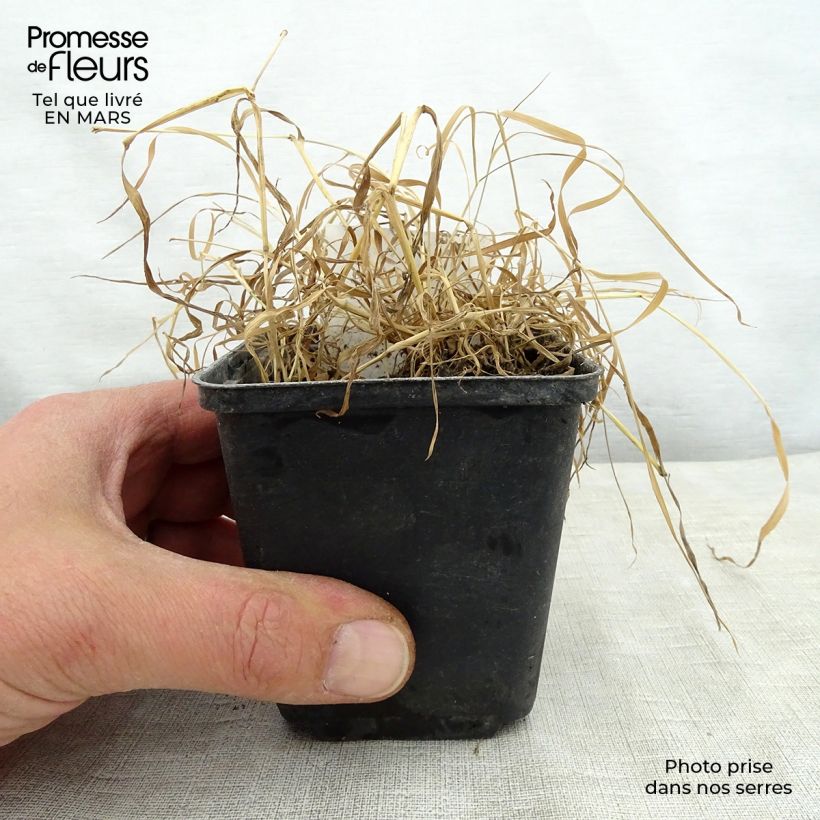 Exemplar von Oenothera fruticosa Camel - Stauden-Nachtkerze Kleine Töpfe von 8/9 cm wie im Frühjahr geliefert