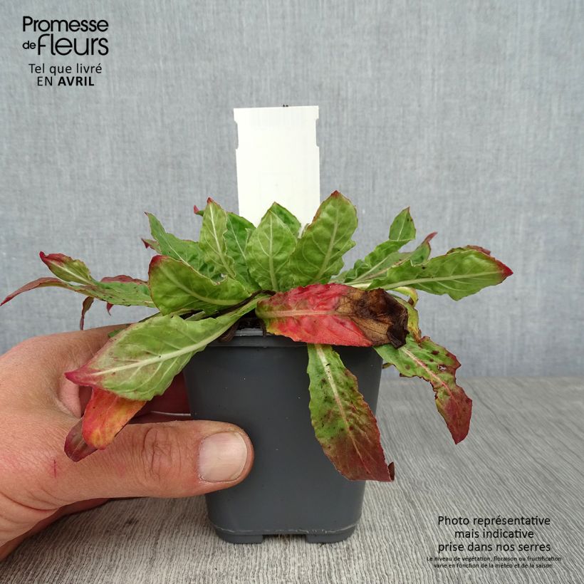 Exemplar von Oenothera glazioviana - Rotkelchige Nachtkerze Kleine Töpfe von 8/9 cm wie im Frühjahr geliefert