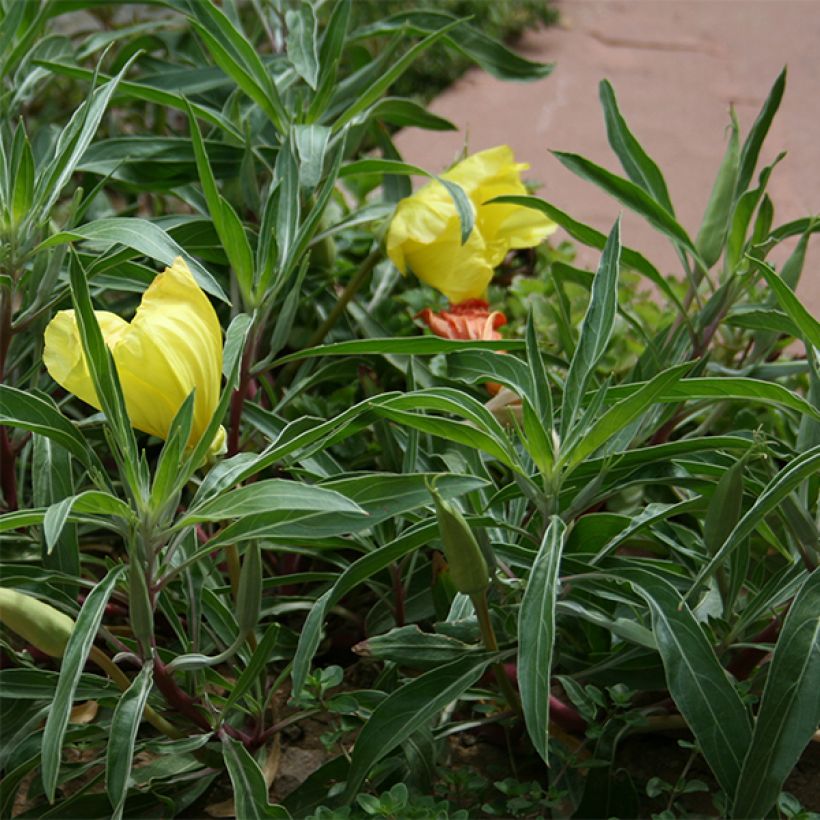 Oenothera missouriensis - Missouri-Nachtkerze (Foliage)
