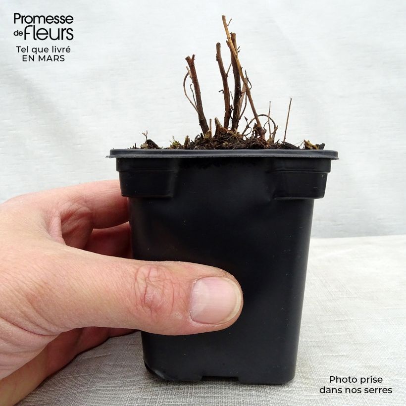 Exemplar von Oenothera speciosa - Weiße Nachtkerze Kleine Töpfe von 7/8 cm wie im Frühjahr geliefert