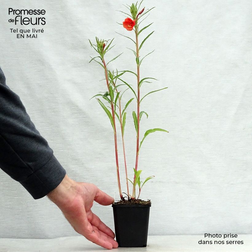 Exemplar von Oenothera versicolor - Orangerote Nachtkerze Kleine Töpfe von 8/9 cm wie im Frühjahr geliefert