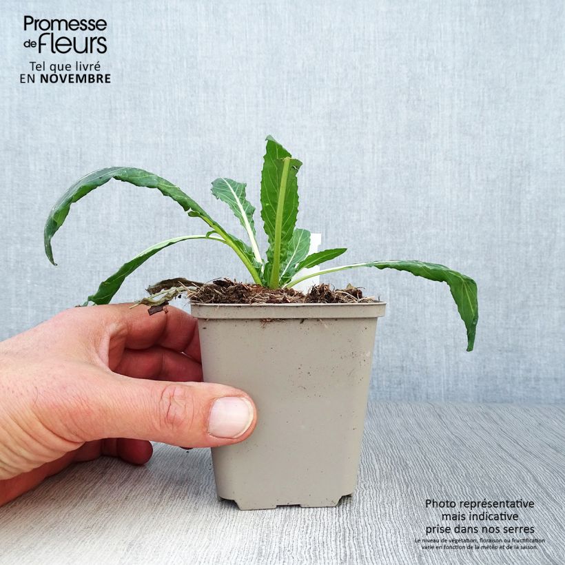 Exemplar von Oenothera versicolor - Orangerote Nachtkerze Kleine Töpfe von 8/9 cm wie im Herbst geliefert