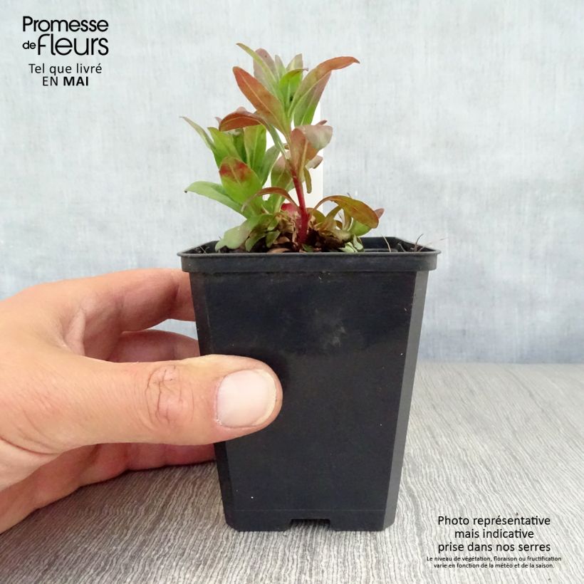 Exemplar von Oenothera fruticosa Michelle Ploeger - Stauden-Nachtkerze Kleine Töpfe von 8/9 cm wie im Frühjahr geliefert