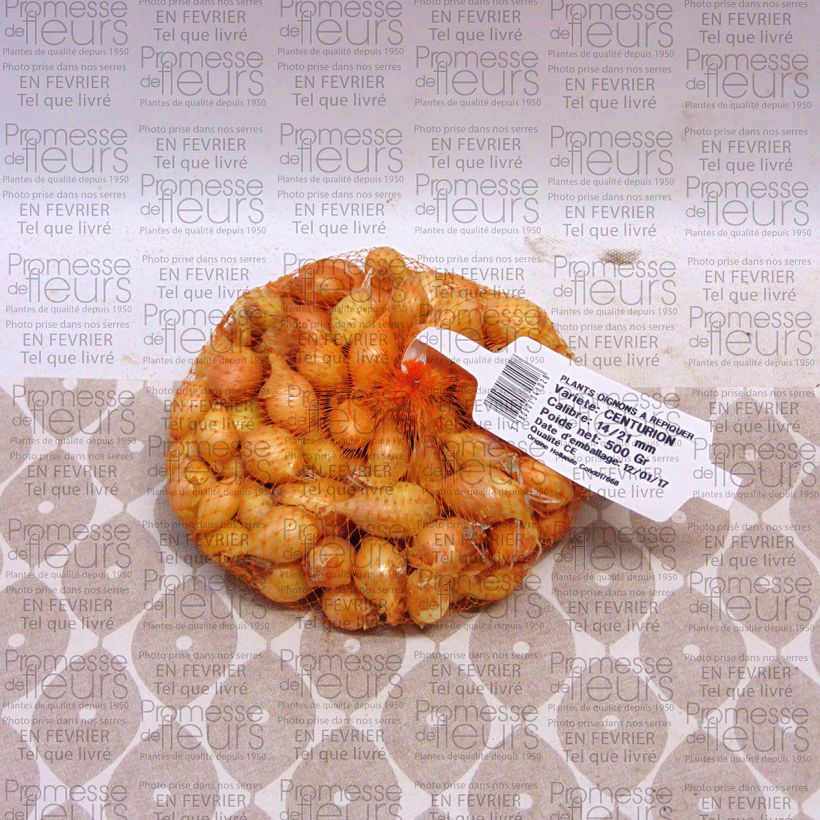 Example of Küchen-Zwiebel Centurion Stück Kaliber/Größe 14/21 mm as you get