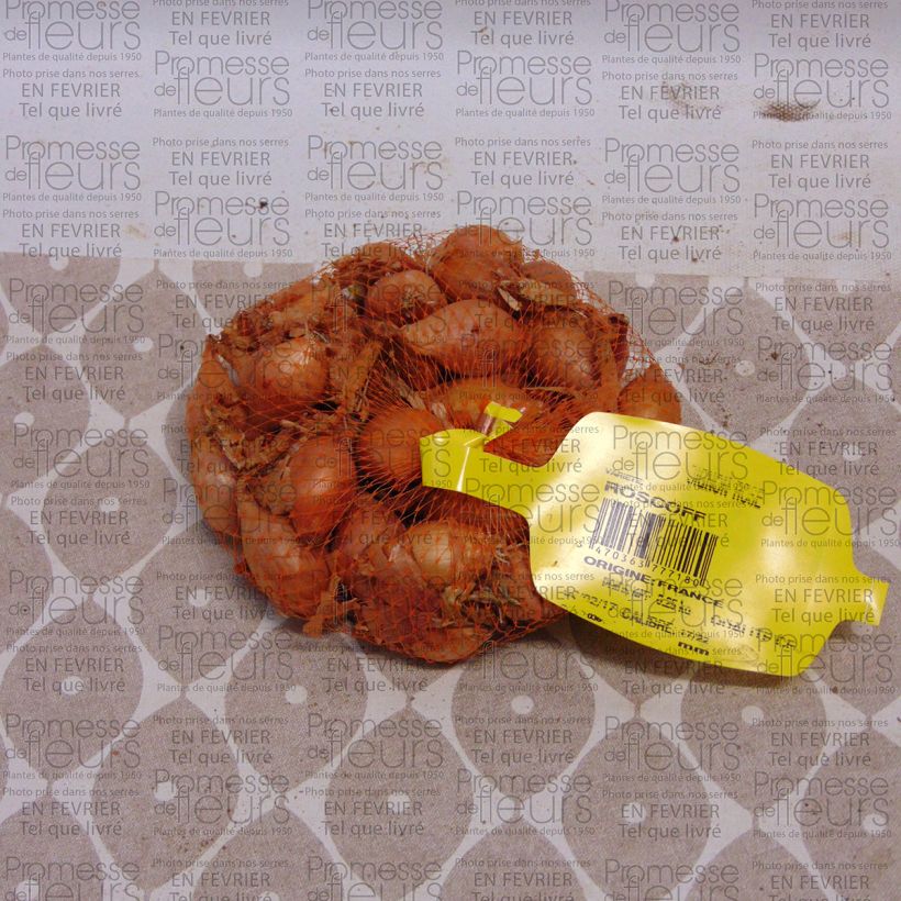 Beispiel eines Exemplars von Edelzwiebel Keravel Stück Kaliber/Größe 17/22 mm wie geliefert