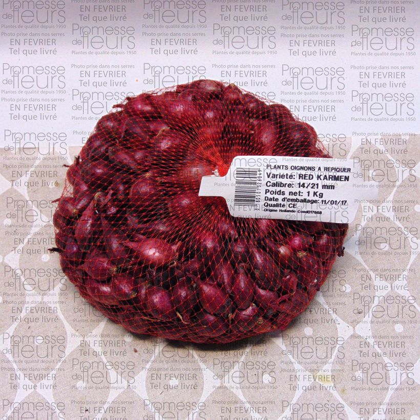 Beispiel eines Exemplars von Steckzwiebel Red Karmen Bio Stück Kaliber/Größe 14/21 mm wie geliefert