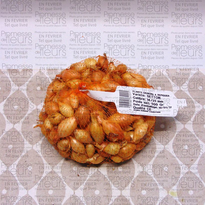 Beispiel eines Exemplars von Zwiebel Setton Stück Kaliber/Größe 14/21 mm wie geliefert