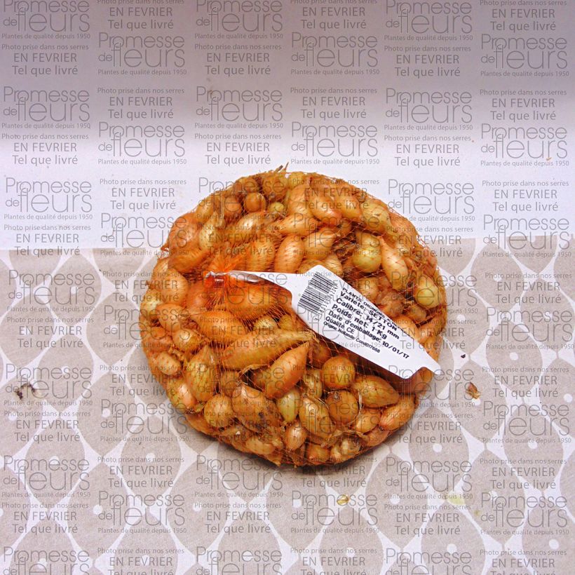 Beispiel eines Exemplars von Zwiebel Setton Stück Kaliber/Größe 14/21 mm wie geliefert