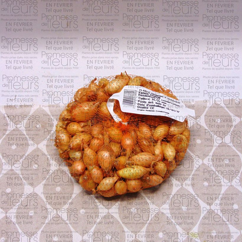 Example of Steckzwiebel Sturon Stück Kaliber/Größe 14/21 mm as you get