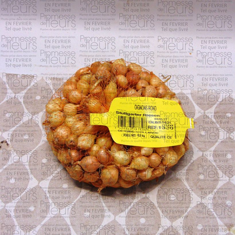 Example of Zwiebel Stuttgarter Riesen Stück Kaliber/Größe 14/21 mm as you get