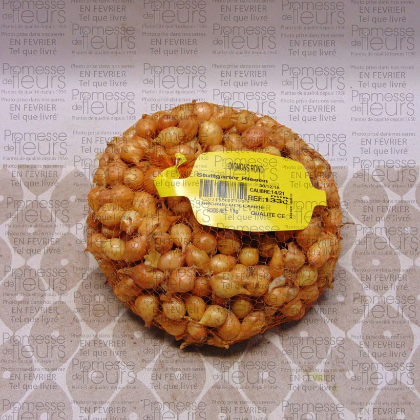 Example of Zwiebel Stuttgarter Riesen Stück Kaliber/Größe 14/21 mm as you get