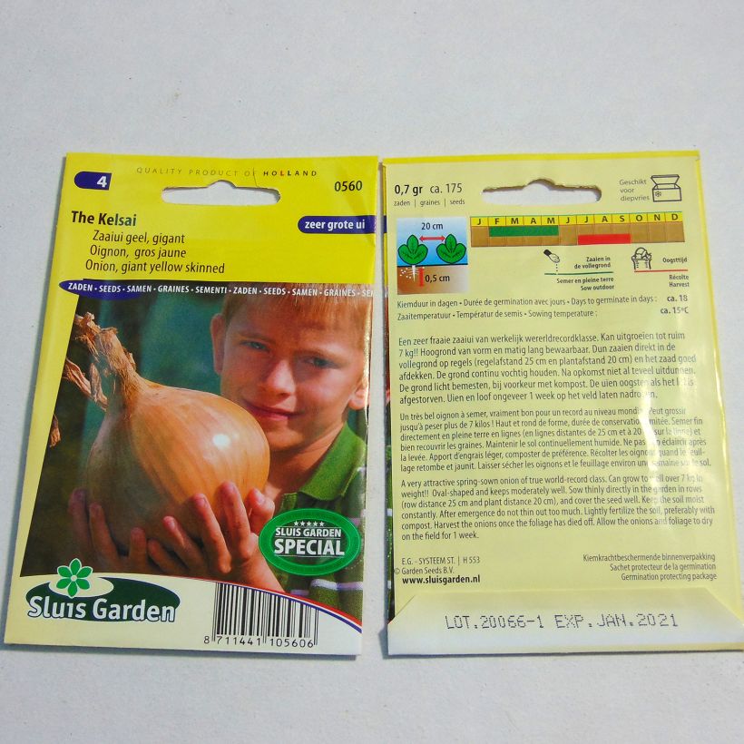 Beispiel eines Exemplars von Riesen-Zwiebel The Kelsae die Tüte mit 175 Samen ungefähr wie geliefert