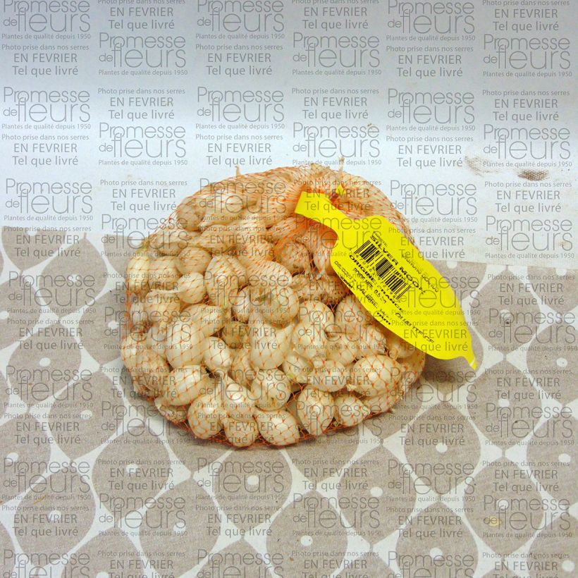 Example of Weiße Zwiebel Stück Kaliber/Größe 14/21 mm as you get