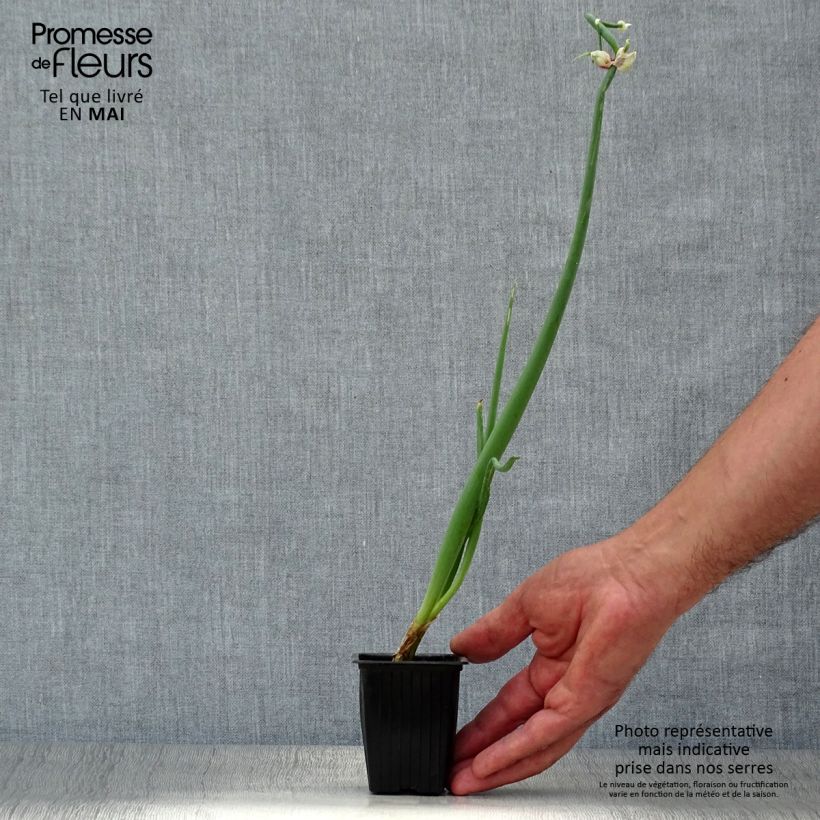 Example of Allium x proliferum - Etagenzwiebel Kleine Töpfe von 7/8 cm as you get in printemps