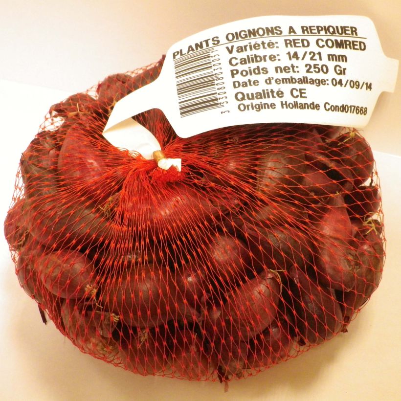 Beispiel eines Exemplars von Küchen-Zwiebel Noordhollandse Bloedrode Pflanzen Stück Kaliber/Größe 14/21 mm wie geliefert
