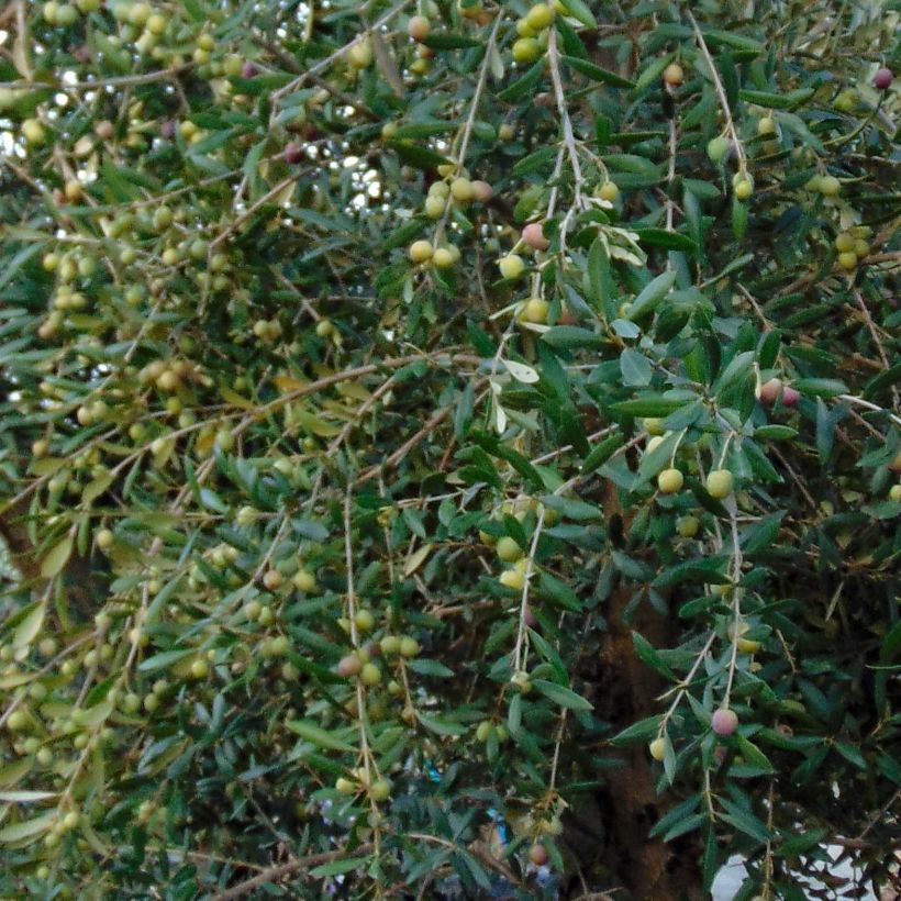 Ölbaum - Olea europaea (Foliage)