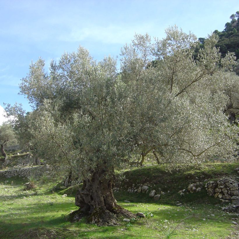 Ölbaum - Olea europaea (Plant habit)