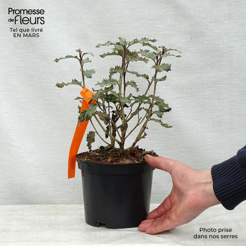 Example of Olearia macrodonta Major - Baumaster Topf mit 2L/3L as you get in printemps