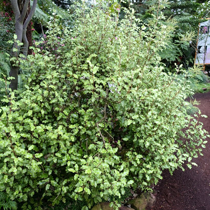 Olearia paniculata - Baumaster (Plant habit)
