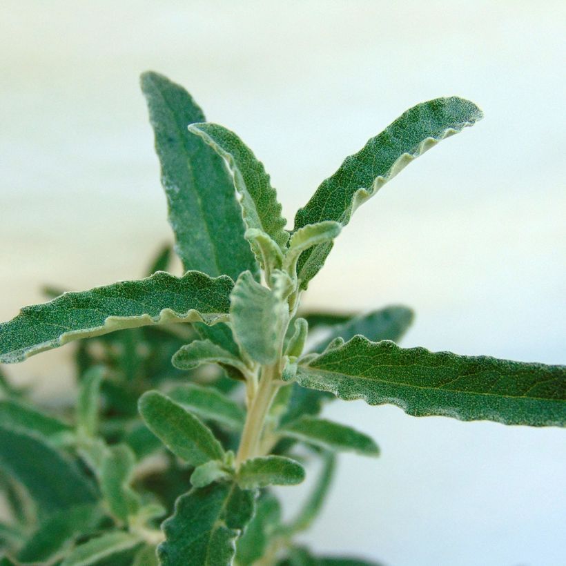 Olearia scilloniensis - Baumaster (Foliage)