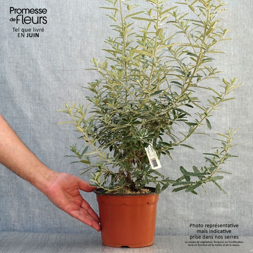 Exemplar von Olearia scilloniensis - Baumaster Topf mit 3L/4L wie im Sommer geliefert