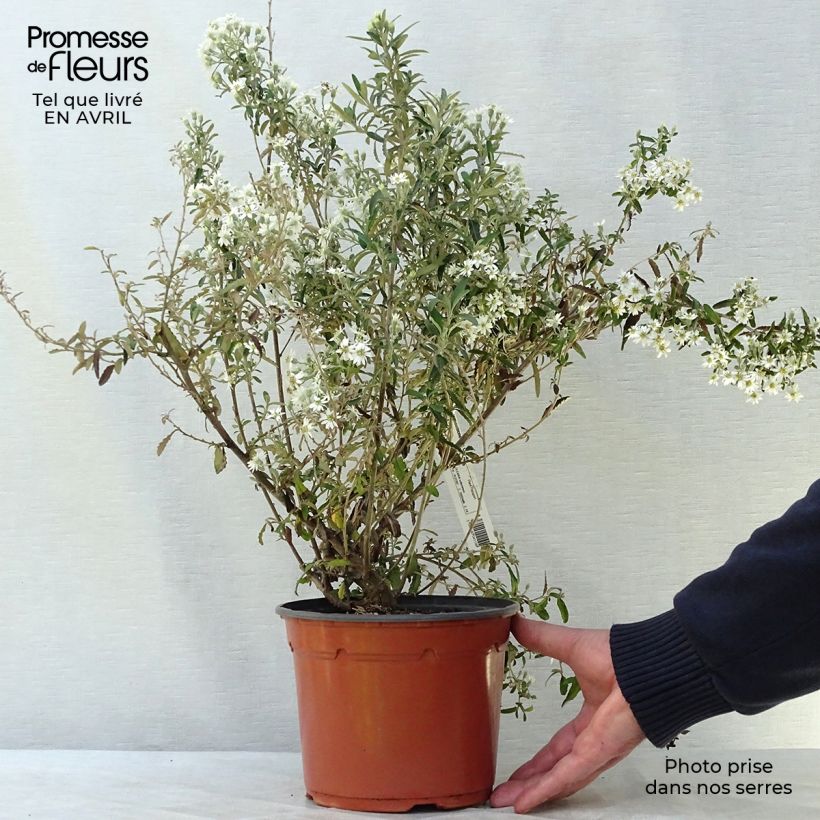 Example of Olearia scilloniensis - Baumaster Topf mit 3L/4L as you get in printemps